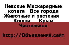 Невские Маскарадные котята - Все города Животные и растения » Кошки   . Крым,Чистенькая